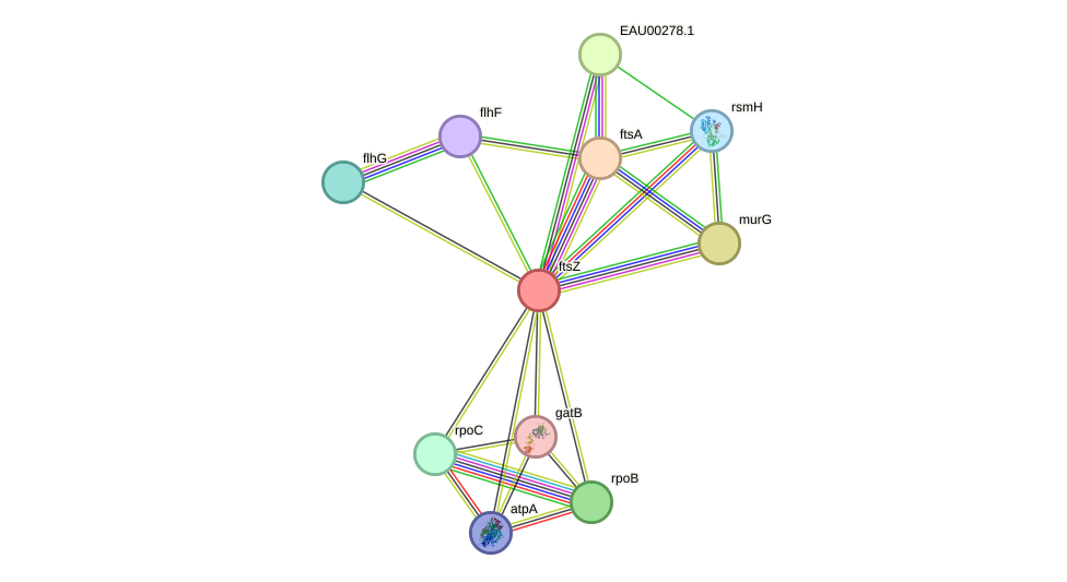 STRING protein interaction network