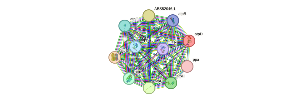 STRING protein interaction network