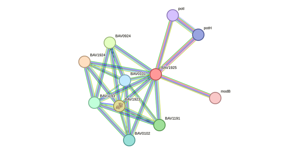 STRING protein interaction network