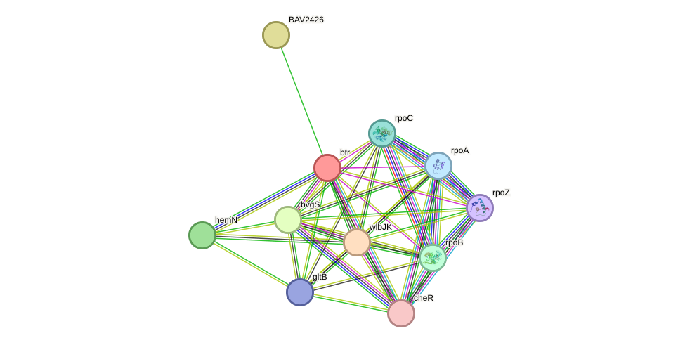 STRING protein interaction network