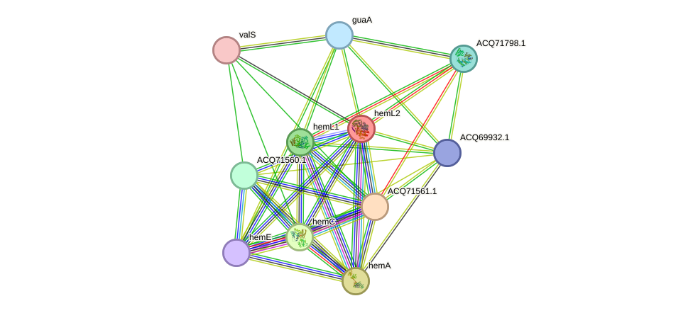 STRING protein interaction network