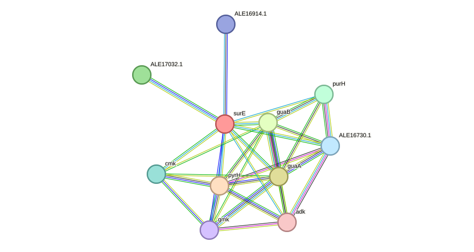 STRING protein interaction network