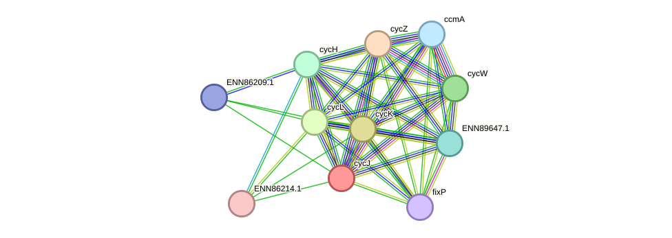 STRING protein interaction network