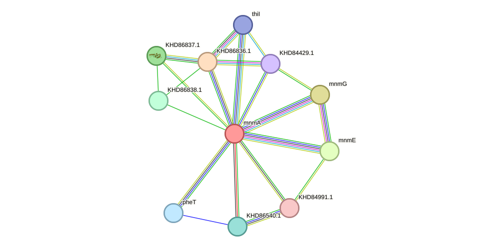 STRING protein interaction network