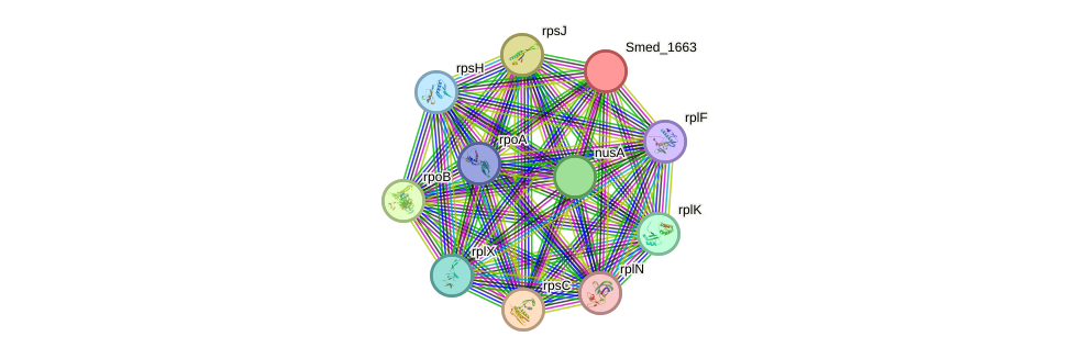 STRING protein interaction network