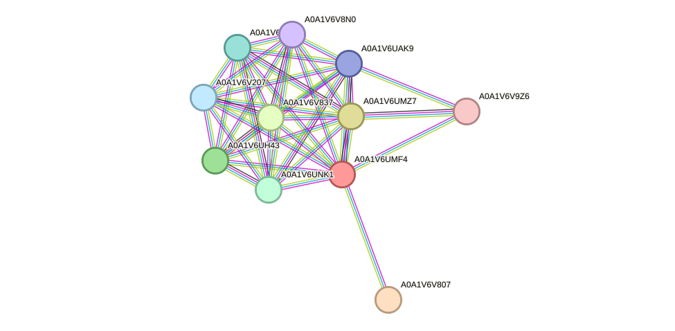 STRING protein interaction network