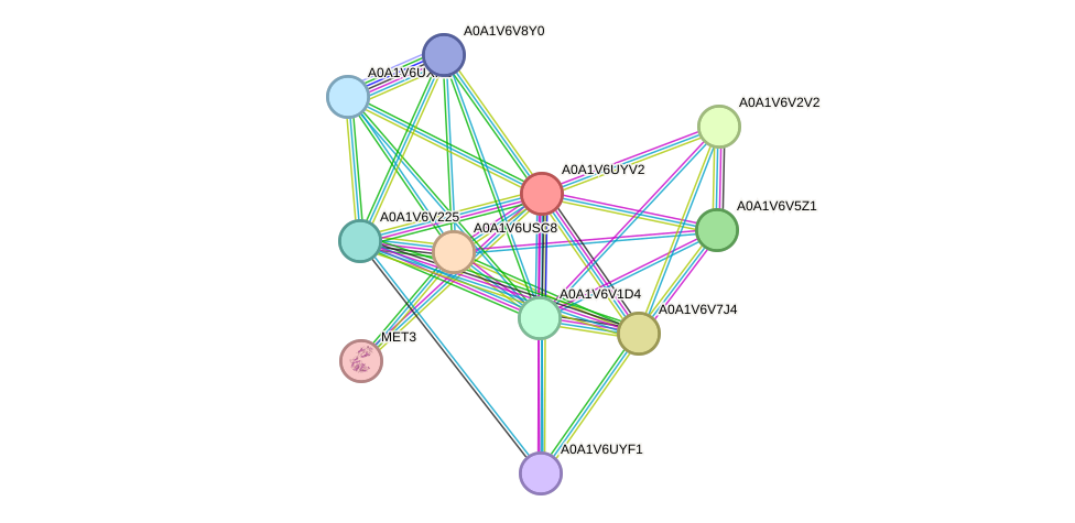 STRING protein interaction network