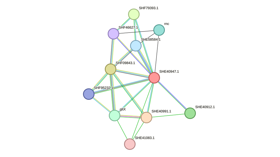 STRING protein interaction network