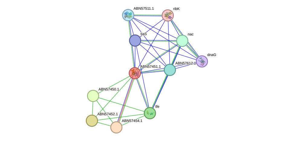 STRING protein interaction network