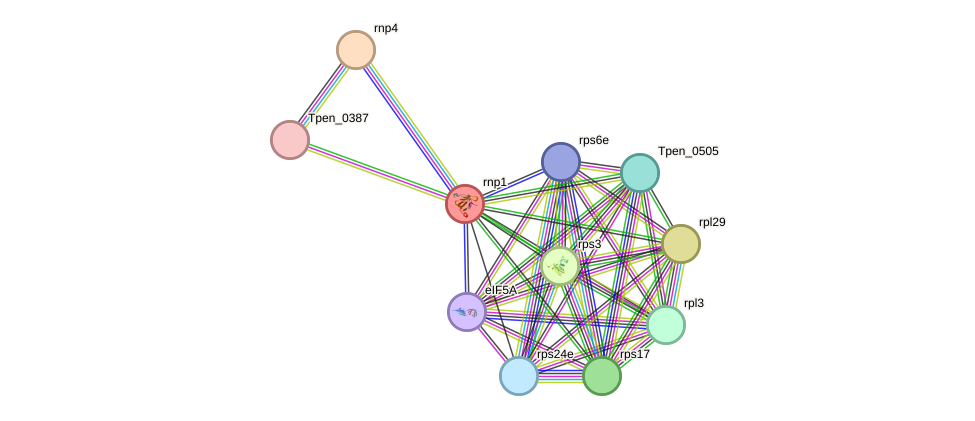 STRING protein interaction network