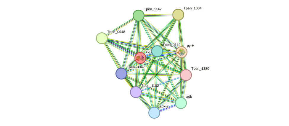 STRING protein interaction network