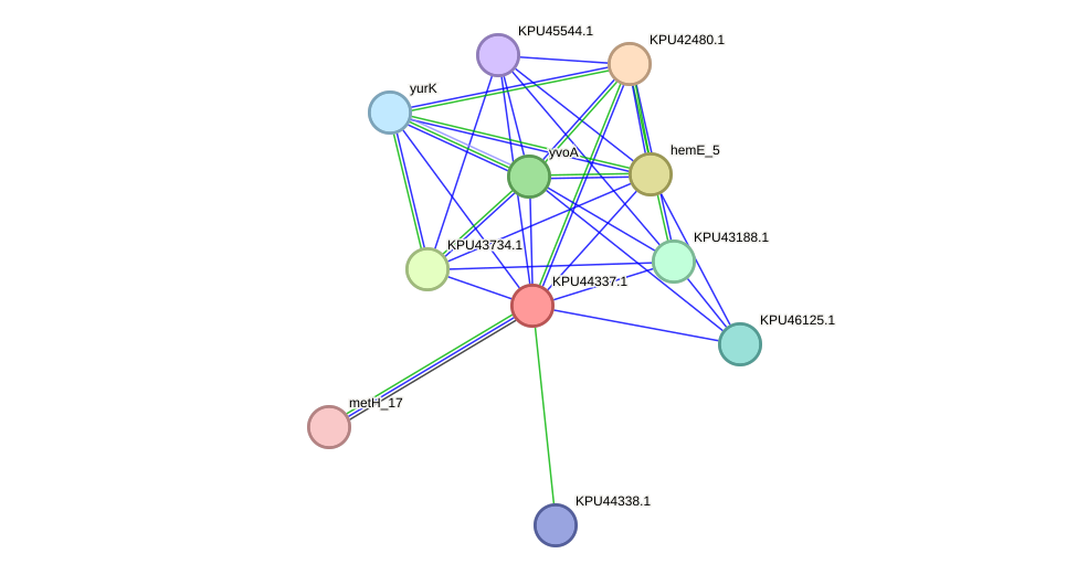 STRING protein interaction network