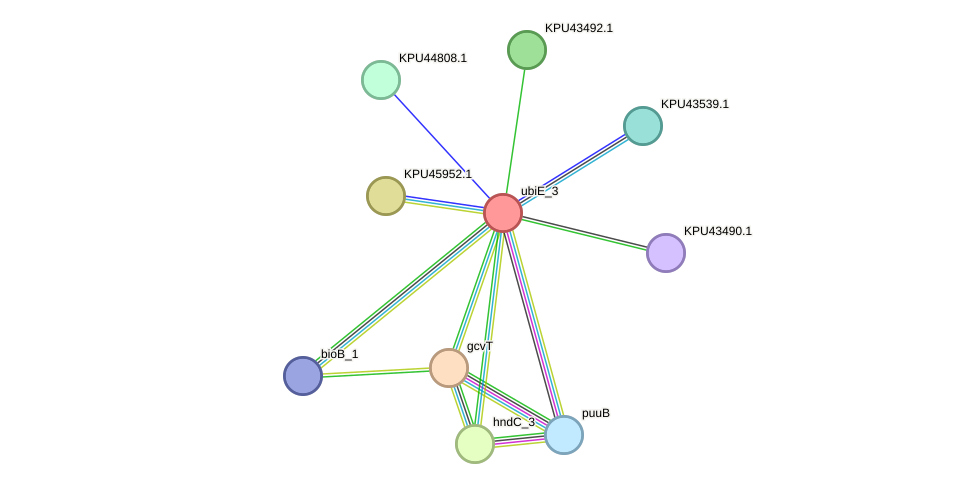 STRING protein interaction network