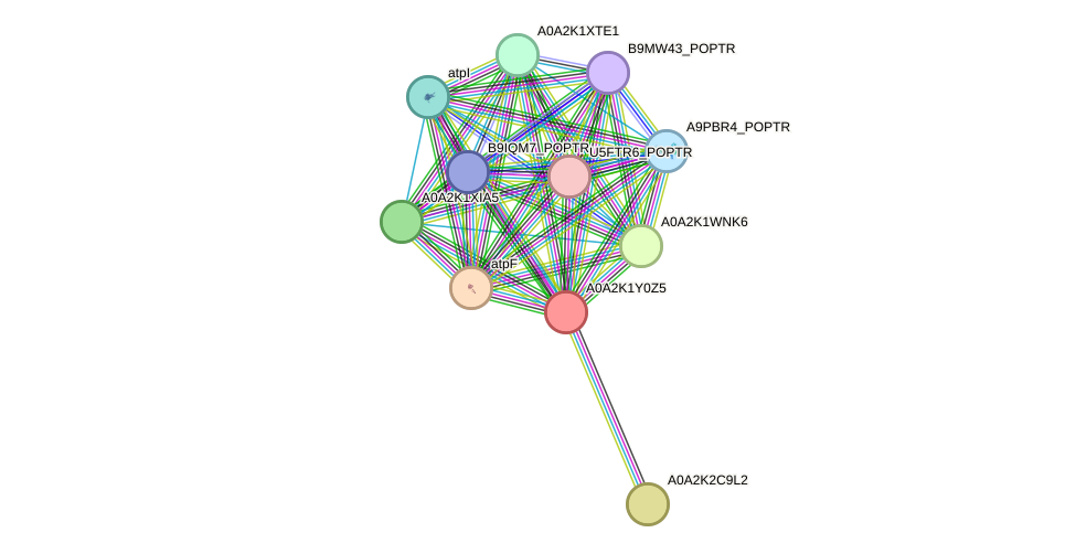 STRING protein interaction network