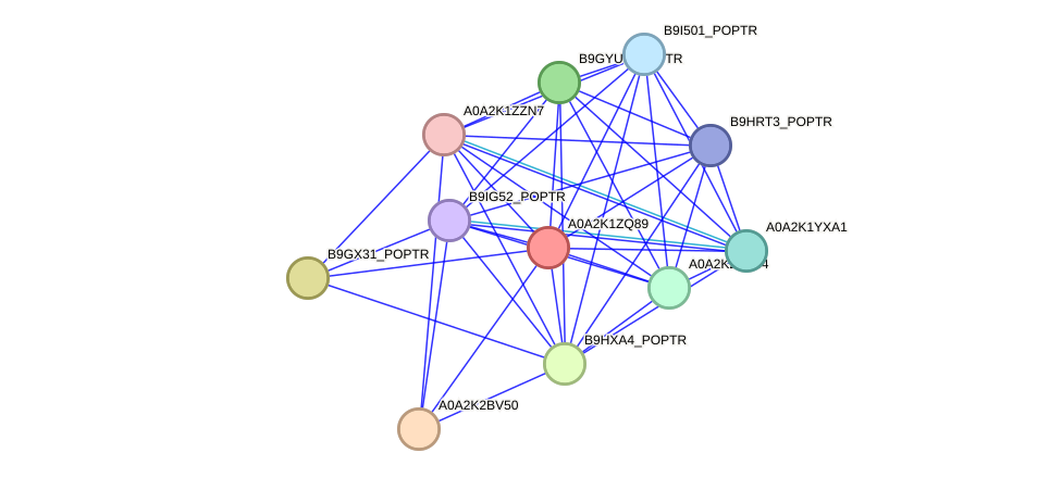 STRING protein interaction network