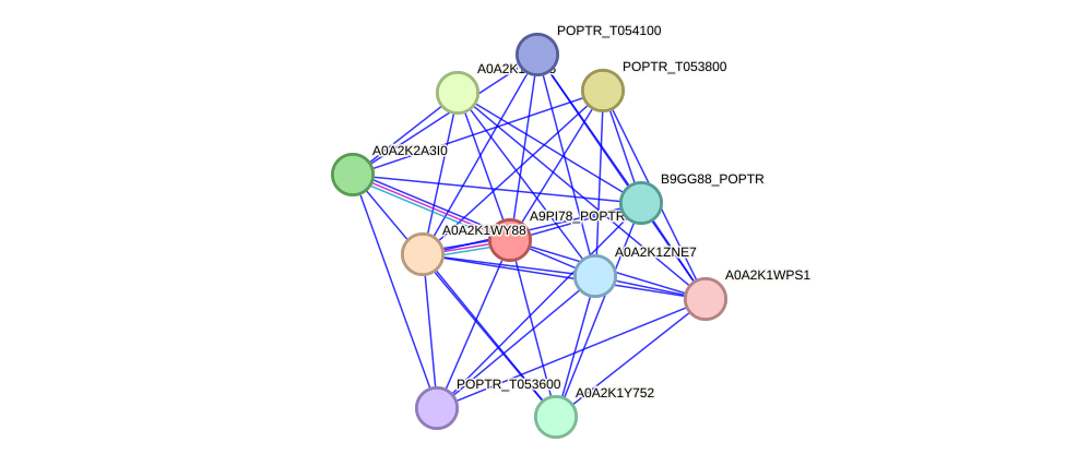 STRING protein interaction network