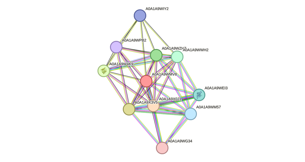 STRING protein interaction network