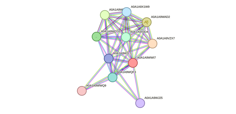 STRING protein interaction network