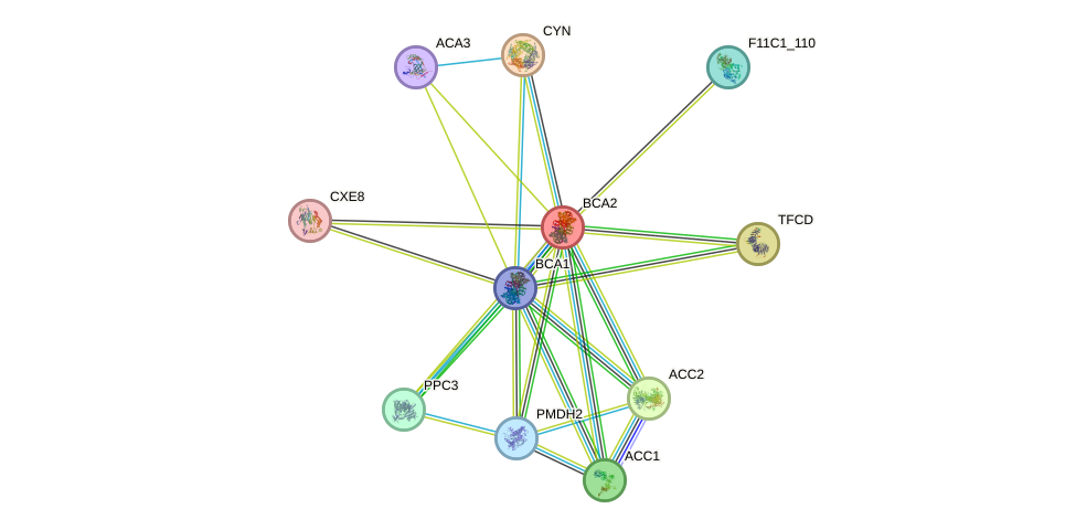 STRING protein interaction network