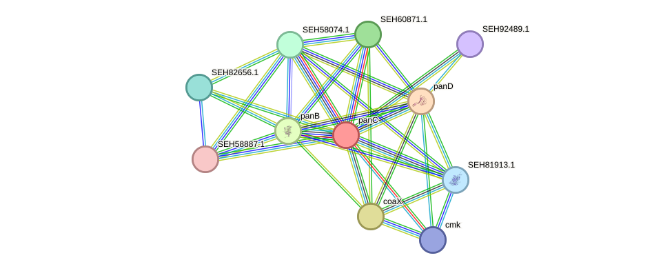 STRING protein interaction network