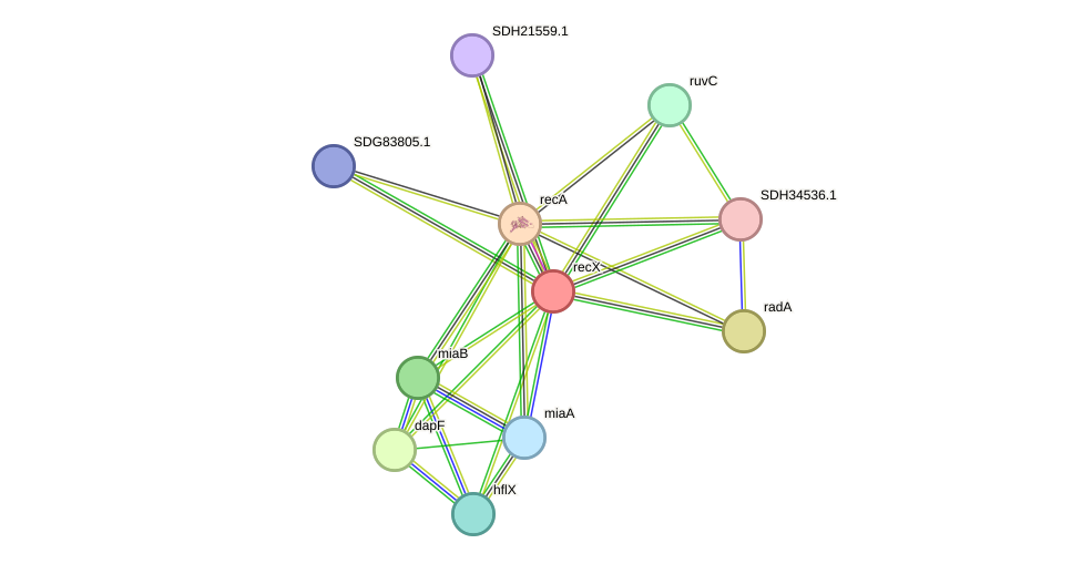 STRING protein interaction network