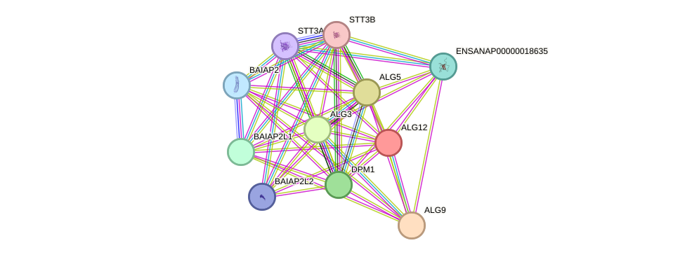 STRING protein interaction network