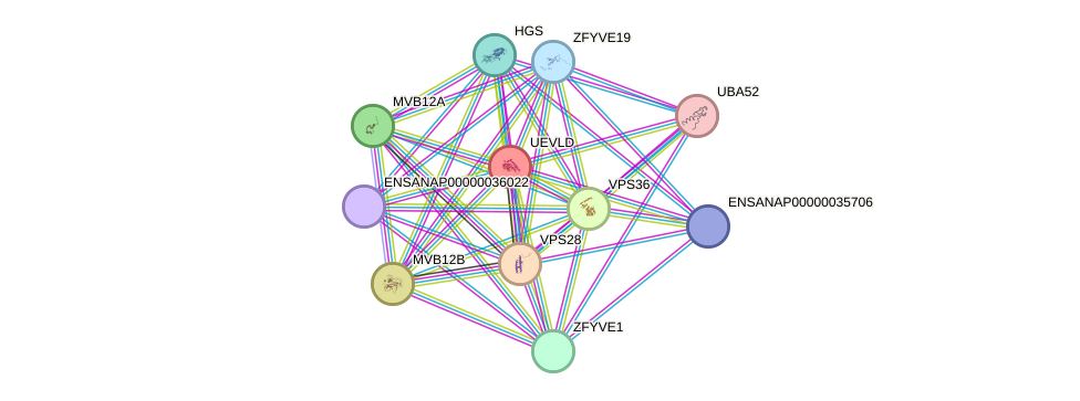 STRING protein interaction network