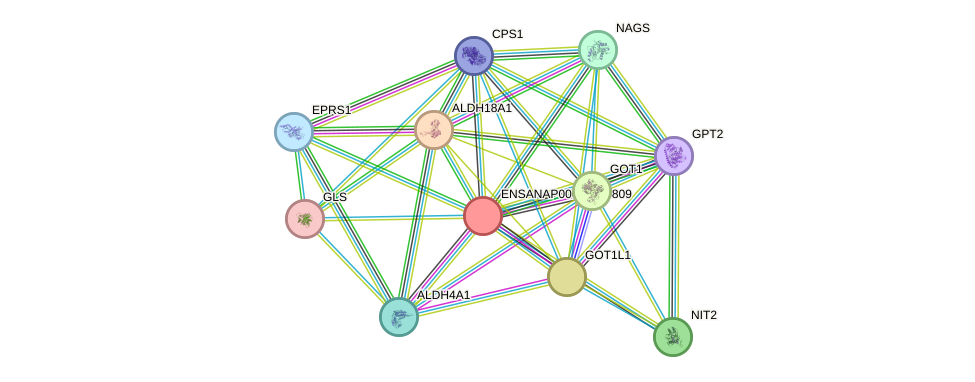 STRING protein interaction network