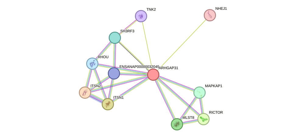 STRING protein interaction network