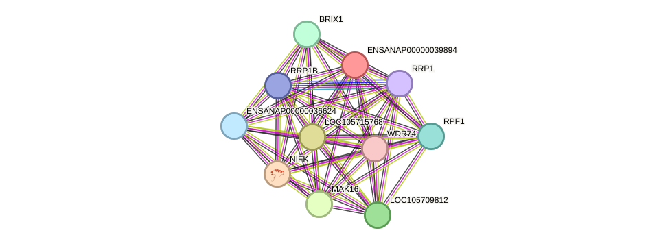 STRING protein interaction network