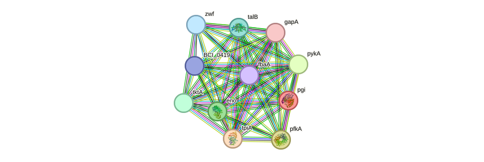 STRING protein interaction network