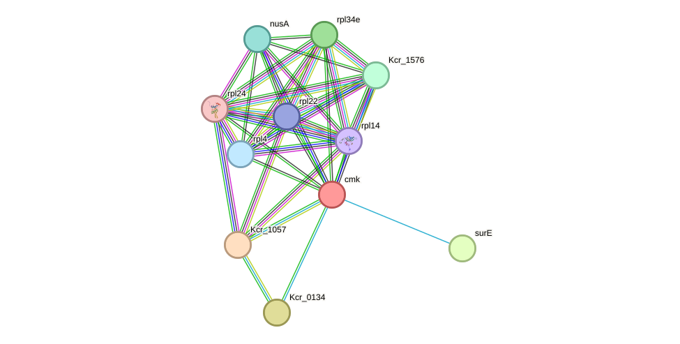 STRING protein interaction network