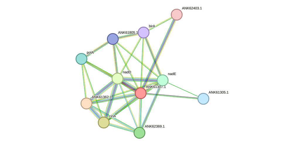 STRING protein interaction network
