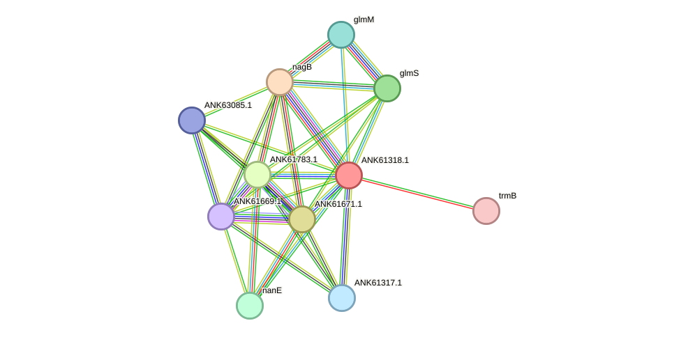 STRING protein interaction network