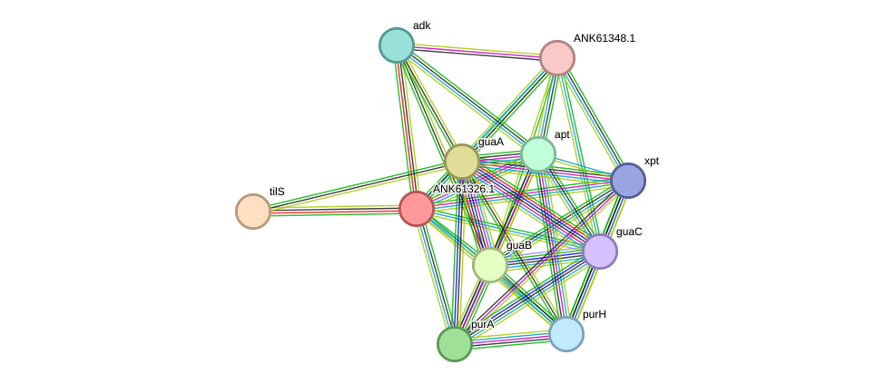 STRING protein interaction network