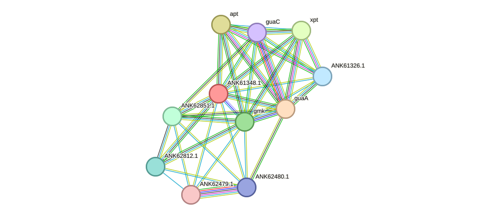 STRING protein interaction network