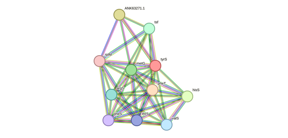 STRING protein interaction network