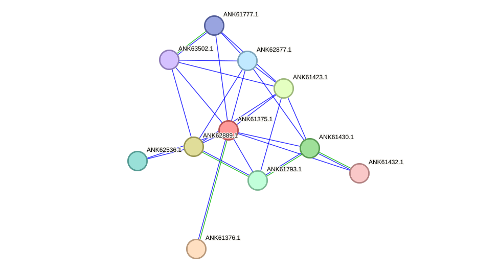 STRING protein interaction network