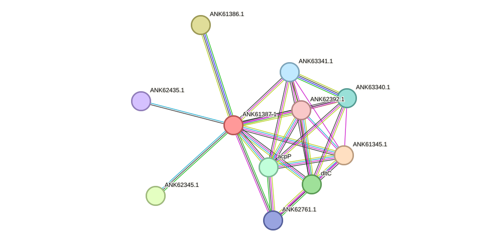 STRING protein interaction network