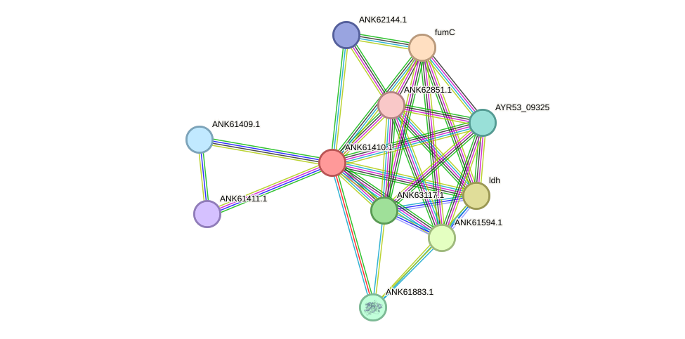 STRING protein interaction network