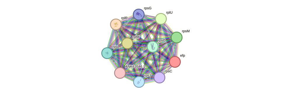 STRING protein interaction network