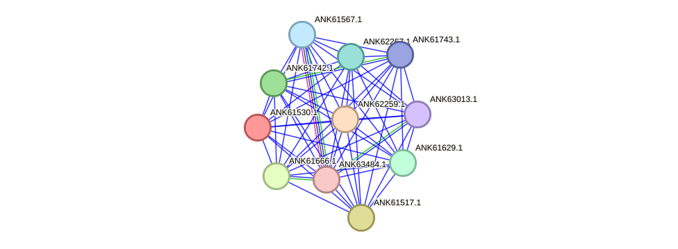 STRING protein interaction network