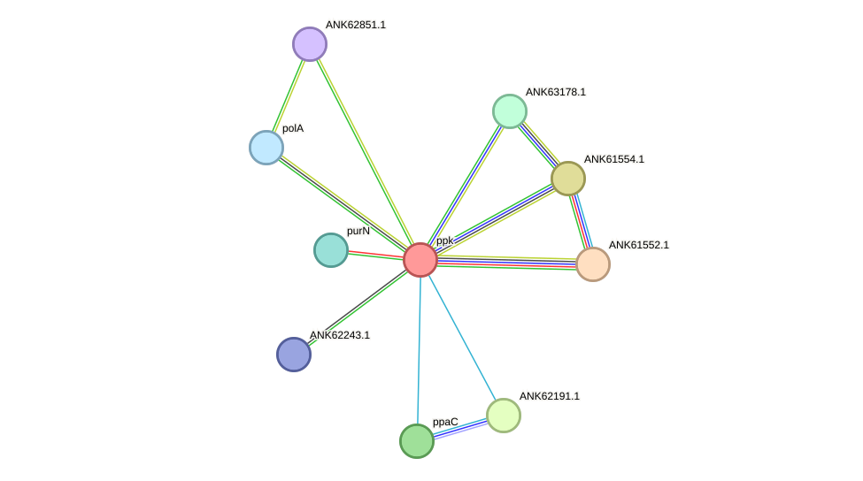 STRING protein interaction network