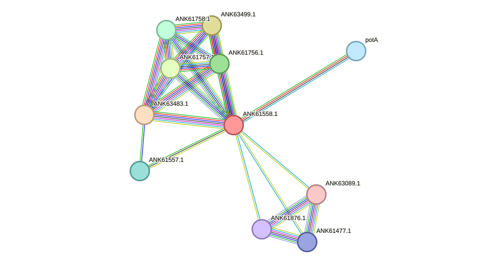 STRING protein interaction network