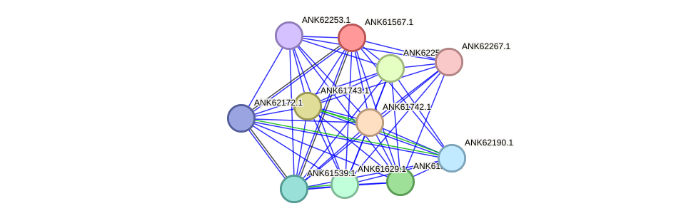 STRING protein interaction network