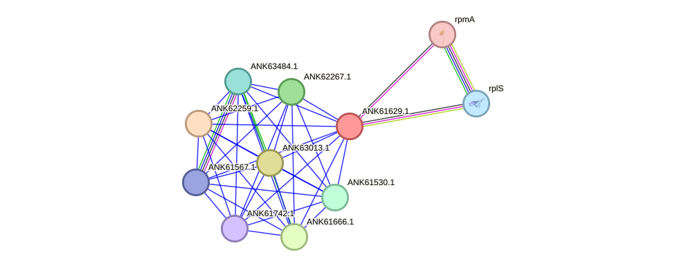 STRING protein interaction network