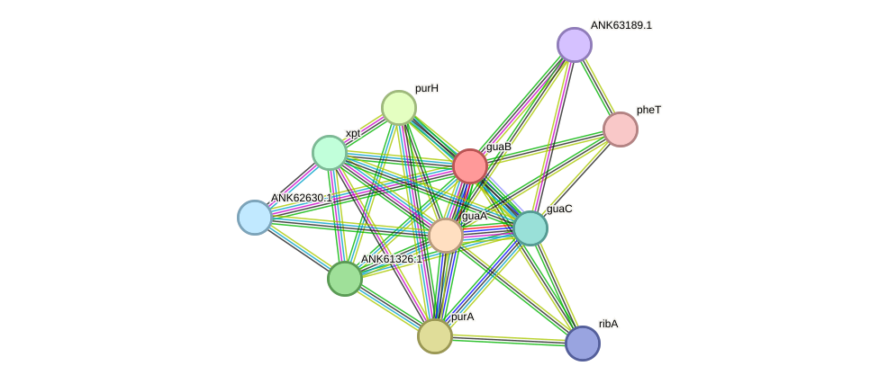 STRING protein interaction network
