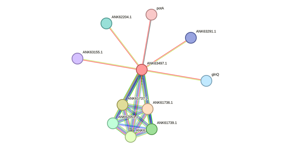 STRING protein interaction network