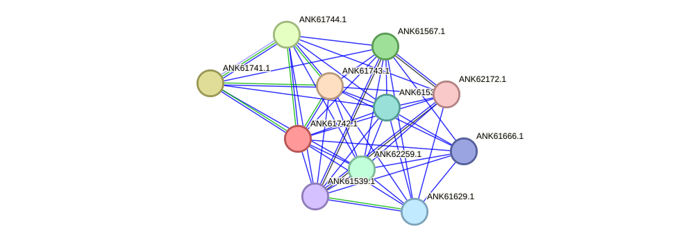 STRING protein interaction network