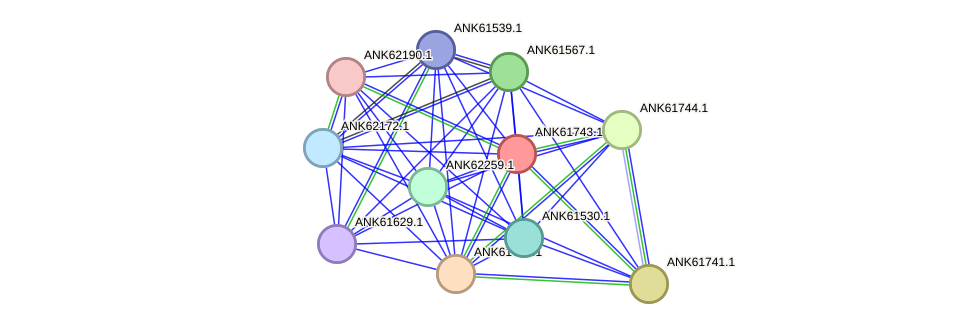 STRING protein interaction network